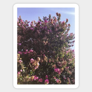 Purple floral tree in San Fernando Valley Sticker